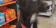 Jack is registered to the contest to win money with this photo: aisle, animal, black_and_white, candy, collar, companion, curious, dog, food_aisle, indoor, leash, mammal, pet, puppy, retail, shelves, shopping, shopping_cart, store, young_dog
