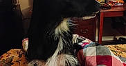 Jack is registered to the contest to win money with this photo: animal, bed, black_and_white, blanket, blue_eyes, cozy, curious, desk, dog, domestic_animal, fur, furniture, home, indoor, lamp, mammal, pet, side_view, sitting, television