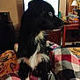 Jack is registered to the contest to win money with this photo: animal, bed, black_and_white, blanket, blue_eyes, cozy, curious, desk, dog, domestic_animal, fur, furniture, home, indoor, lamp, mammal, pet, side_view, sitting, television