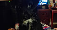 Jack joined the competition — help win amazing prizes! animal, black_dog, blanket, companion, cozy, curious, dog, domestic_animal, furniture, home, indoor, living_room, mammal, pet, puppy, quilt, sitting, television, white_patch, young_dog
