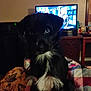 Jack joined the competition — help win amazing prizes! animal, black_dog, blanket, companion, cozy, curious, dog, domestic_animal, furniture, home, indoor, living_room, mammal, pet, puppy, quilt, sitting, television, white_patch, young_dog