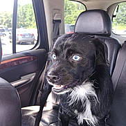 Jack is registered to the contest to win money with this photo: alert, animal, black_dog, blue_eyes, car_interior, close_up, companion, cute, daylight, dog, domestic_animal, fur, happy, leather_seat, parked_car, pet, seat_belt, travel, vehicle, window