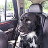 alert, animal, black_dog, blue_eyes, car_interior, close_up, companion, cute, daylight, dog, domestic_animal, fur, happy, leather_seat, parked_car, pet, seat_belt, travel, vehicle, window
