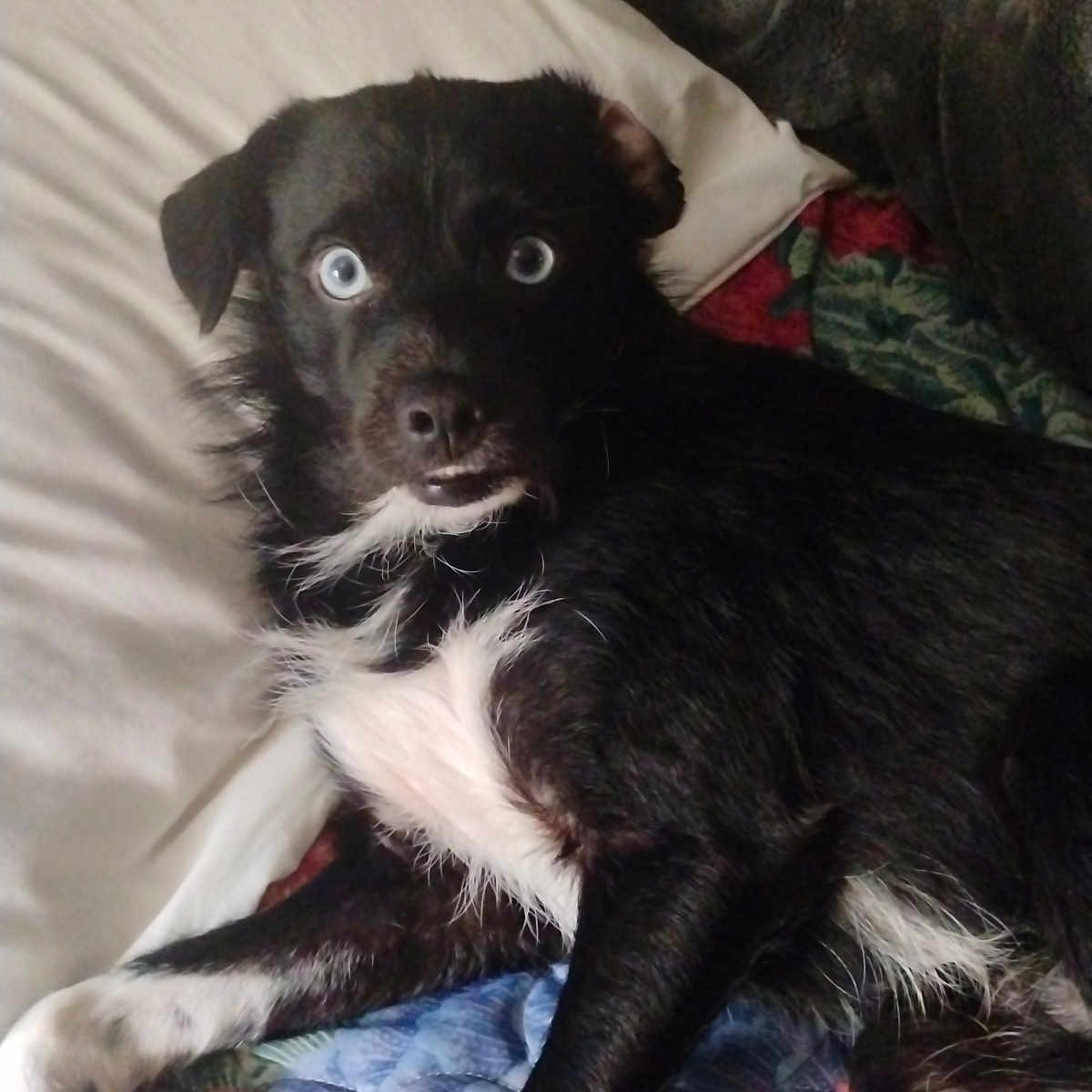 Jack