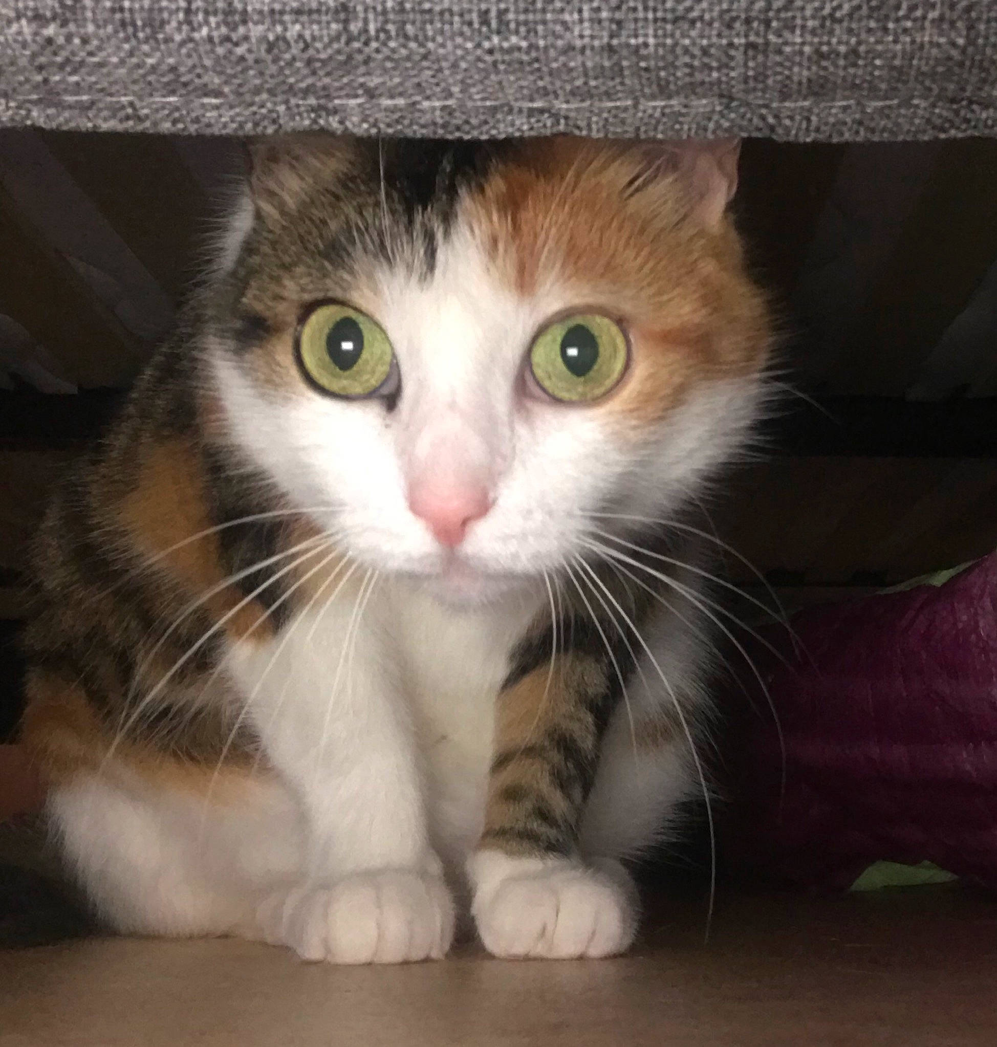 Xanax participe au concours pour gagner de l'argent avec cette photo : aegean_cat, american_curl, american_wirehair, carnivore, cat, domestic_short_haired_cat, european_shorthair, eye, felidae, fur, kitten, mammal, nose, paw, photography, polydactyl_cat, small_to_medium_sized_cats, snout, tabby_cat, whiskers