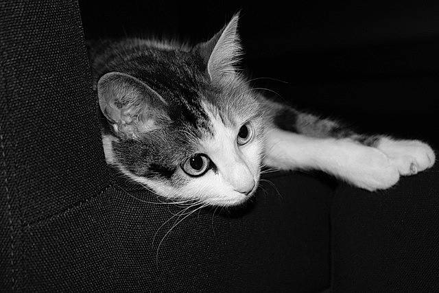 Xanax a rejoint le concours — aidez-le/la à gagner de superbes lots ! asian, black, black_and_white, carnivore, cat, domestic_short_haired_cat, ear, european_shorthair, eye, felidae, fur, kitten, mammal, monochrome, monochrome_photography, photography, small_to_medium_sized_cats, snout, tabby_cat, whiskers