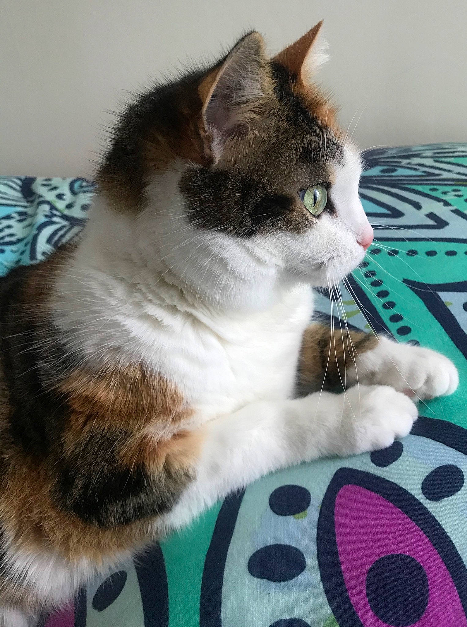 Xanax participe au concours pour gagner de l'argent avec cette photo : aegean_cat, american_shorthair, american_wirehair, asian, carnivore, cat, domestic_short_haired_cat, european_shorthair, fawn, felidae, fur, kitten, mammal, polydactyl_cat, small_to_medium_sized_cats, whiskers