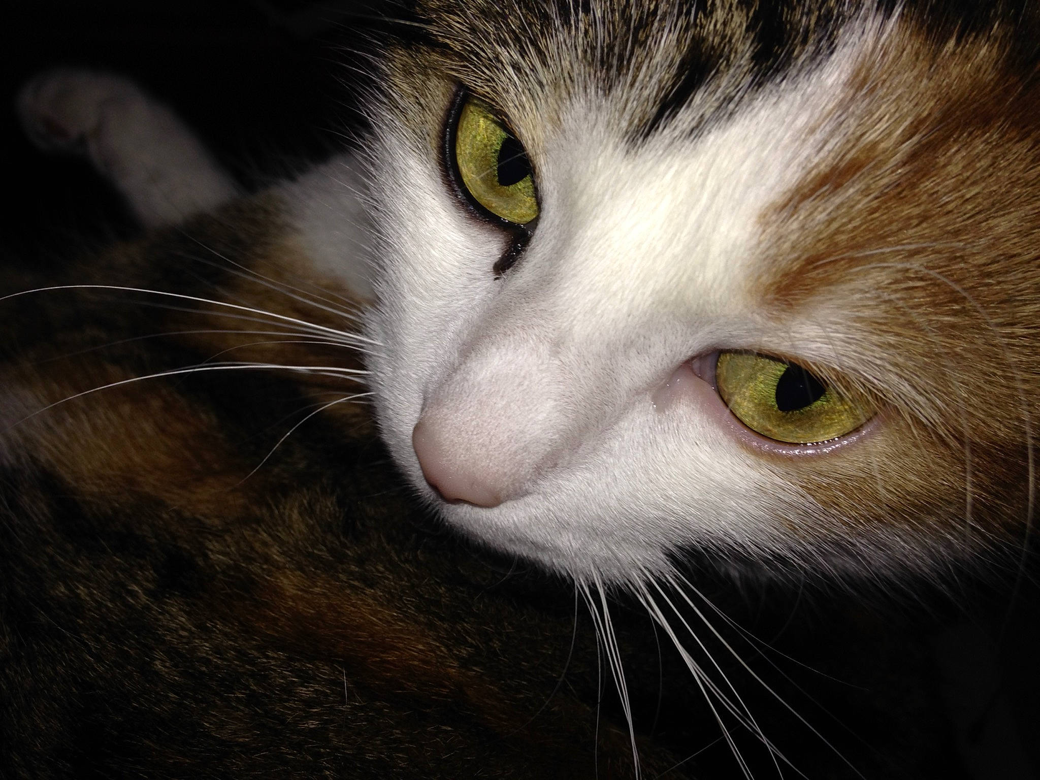 Xanax a rejoint le concours — aidez-le/la à gagner de superbes lots ! aegean_cat, american_wirehair, carnivore, cat, close_up, domestic_short_haired_cat, ear, european_shorthair, eye, face, felidae, fur, iris, mammal, nose, organ, siberian, small_to_medium_sized_cats, snout, whiskers