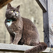 Prunelle a rejoint le concours — aidez-le/la à gagner de superbes lots ! alert, animal, cat, closeup, collar, curious, daylight, domestic_cat, feline, fluffy_tail, fur, grey_cat, nature, outdoor, pet, portrait, sitting, whiskers, wooden_beam, yellow_eyes