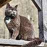 alert, animal, cat, closeup, collar, curious, daylight, domestic_cat, feline, fluffy_tail, fur, grey_cat, nature, outdoor, pet, portrait, sitting, whiskers, wooden_beam, yellow_eyes