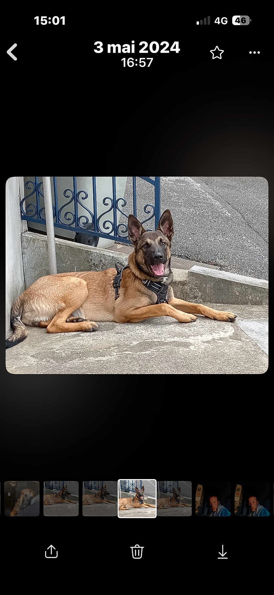 Tyson participe au concours pour gagner de l'argent avec cette photo : animal, black_muzzle, brown_fur, canine, closeup, concrete, daytime, dog, domestic_animal, ears_up, fence, guard_dog, happy, leash, lying_down, outdoor, pet, resting, sidewalk, tongue_out