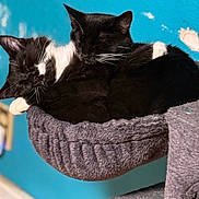 Roni And Toni joined the competition — help win amazing prizes! animal, black_and_white, blue_wall, cat, companion, cozy, cute, feline, friendship, fur, hammock, indoor, paw, pet, relaxation, resting, sleeping, snuggling, soft, tuxedo_cat