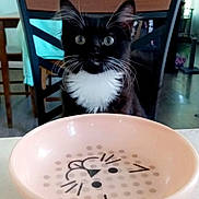Cici is registered to the contest to win money with this photo: animal, architecture, art, building, cat, diningroom, diningtable, dish, food, furniture, indoors, kitten, meal, person, pet, plate, porcelain, pottery, room, table