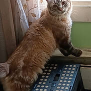 Charles Remington joined the competition — help win amazing prizes! abyssinian, angora, animal, box, cat, computer, computerhardware, computerkeyboard, curtain, electronics, hardware, hardwood, kitten, laptop, manx, pc, pet, siamese, window, wood