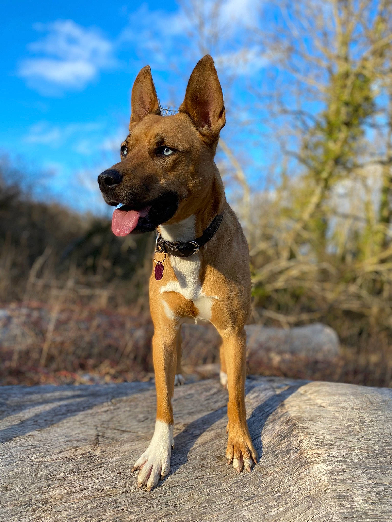 Aika a rejoint le concours — aidez-le/la à gagner de superbes lots ! canidae, carnivore, cloud, collar, companion_dog, dog, dog_breed, fawn, guard_dog, hound, hunting_dog, landscape, plant, sky, snout, sporting_group, tail, tree, working_animal, working_dog