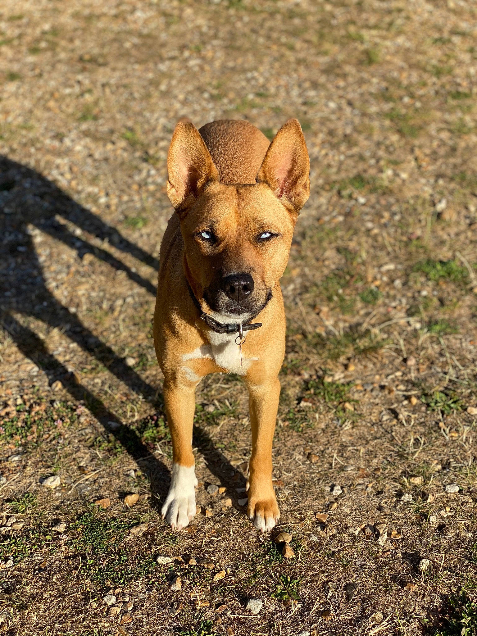 Aika a rejoint le concours — aidez-le/la à gagner de superbes lots ! ancient_dog_breeds, canidae, carnivore, companion_dog, dog, dog_breed, dog_clothes, fawn, grass, paw, shadow, snout, soil, sporting_group, tail, terrestrial_animal, toy_dog, wildlife, working_animal, working_dog