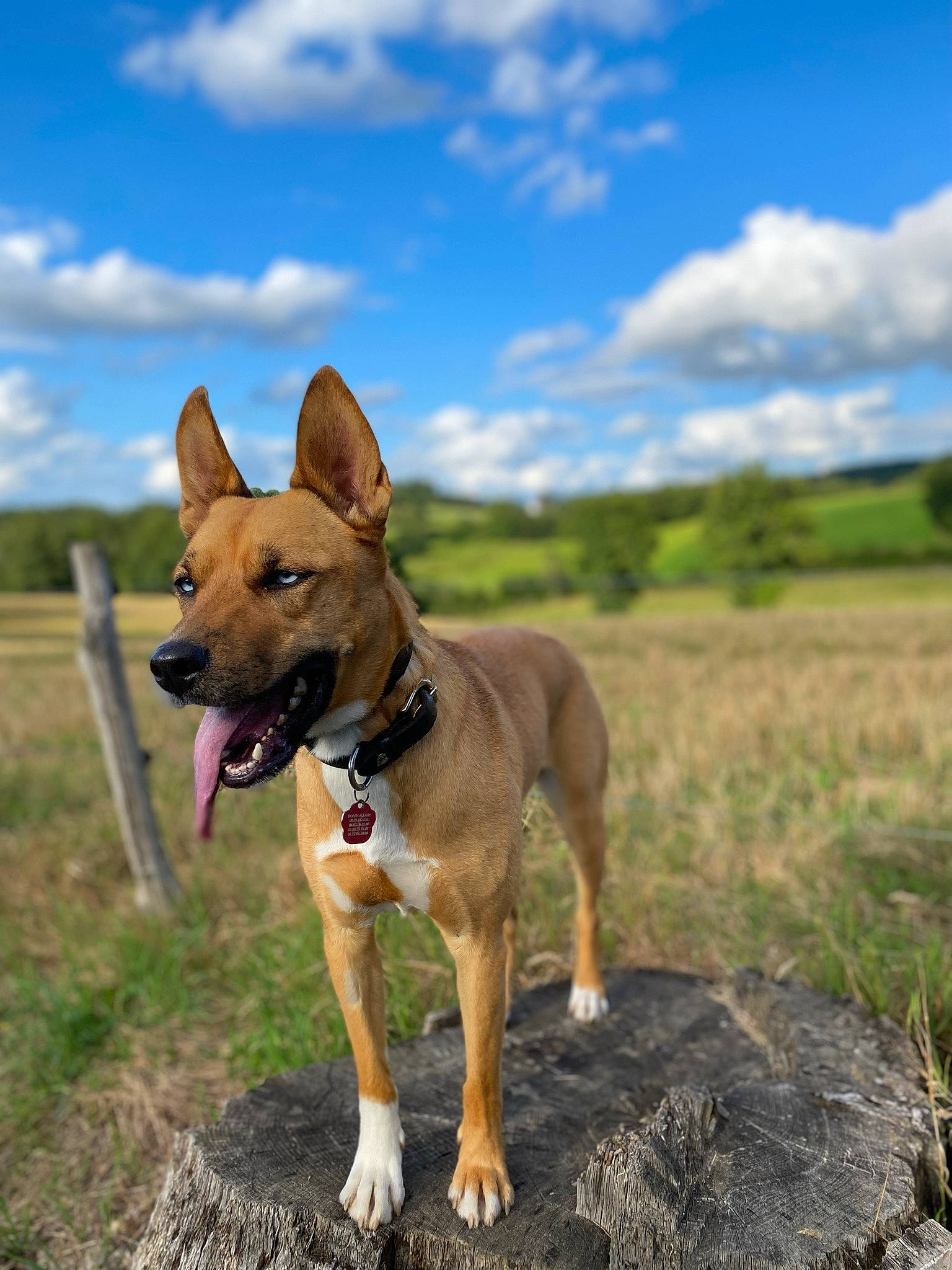 Aika a rejoint le concours — aidez-le/la à gagner de superbes lots ! adventure, canidae, carnivore, cloud, collar, companion_dog, dog, dog_breed, dog_collar, dog_supply, fawn, grass, grassland, landscape, plant, sky, snout, sporting_group, tree, working_animal