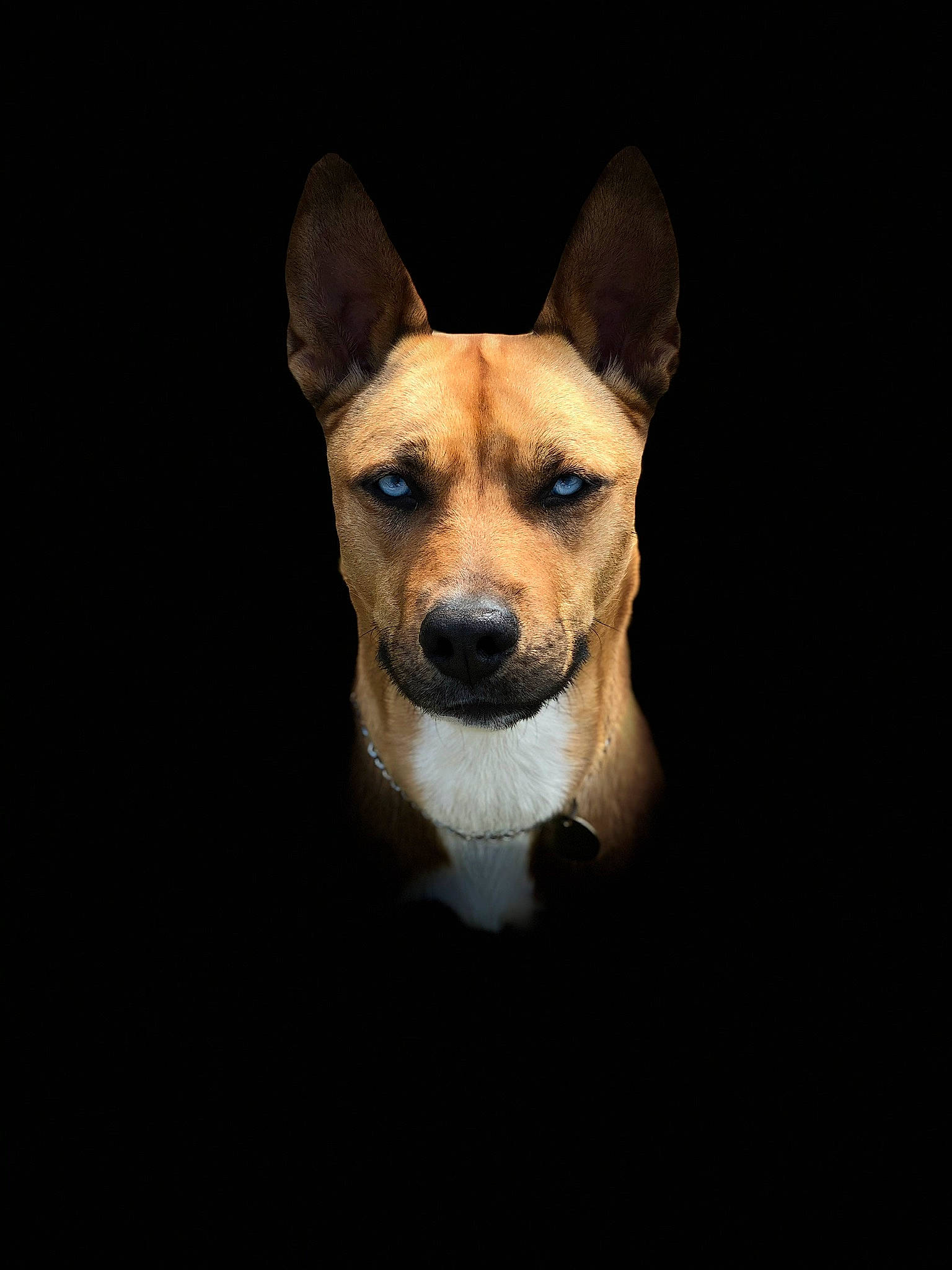 Aika participe au concours pour gagner de l'argent avec cette photo : ancient_dog_breeds, canidae, carnivore, companion_dog, darkness, dog, dog_breed, dog_supply, ear, fawn, fur, non_sporting_group, snout, sporting_group, tail, terrestrial_animal, whiskers, working_animal