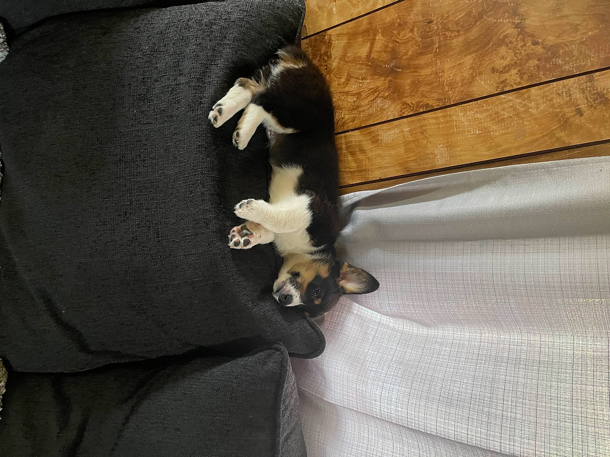 Winston joined the competition — help win amazing prizes! canidae, carnivore, cat, comfort, companion_dog, dog, dog_breed, fawn, felidae, fur, linens, paw, sleeve, small_to_medium_sized_cats, sporting_group, tail, textile, tints_and_shades, whiskers, wood