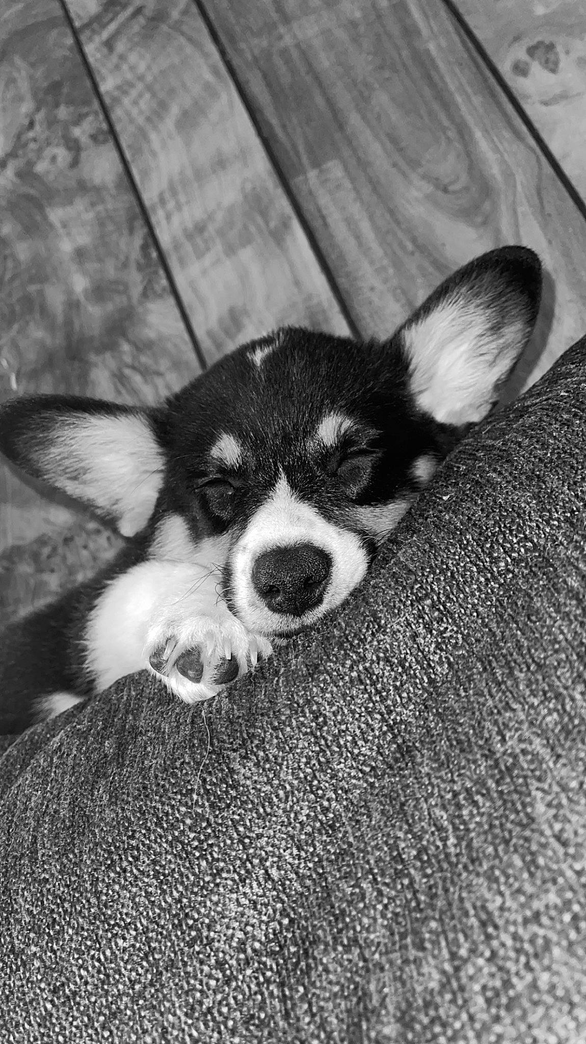 Winston joined the competition — help win amazing prizes! canidae, carnivore, chihuahua, companion_dog, corgi_chihuahua, dog, dog_breed, fur, mammal, monochrome, monochrome_photography, non_sporting_group, russkiy_toy, snout, sporting_group, terrestrial_animal, toy_dog, whiskers, wood, working_animal