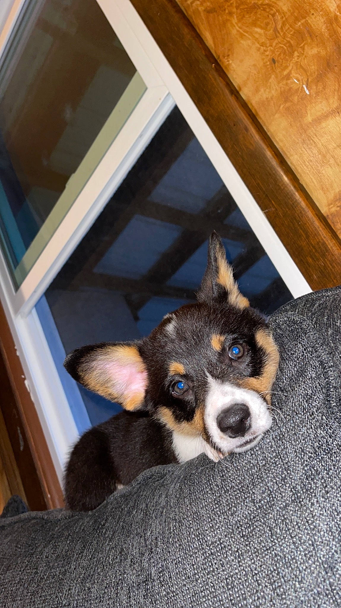 Winston is registered to the contest to win money with this photo: canidae, carnivore, chair, companion_dog, dog, dog_breed, fur, paw, puppy, sporting_group, terrestrial_animal, toy_dog, whiskers, window, wood, working_animal, working_dog