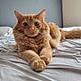 Wal is registered to the contest to win money with this photo: cat, ginger_cat, fluffy, bed, indoor, pet, animal, feline, whiskers, paws, fur, cute, relaxed, lying_down, curious, eyes, muzzle, tail, soft, domestic