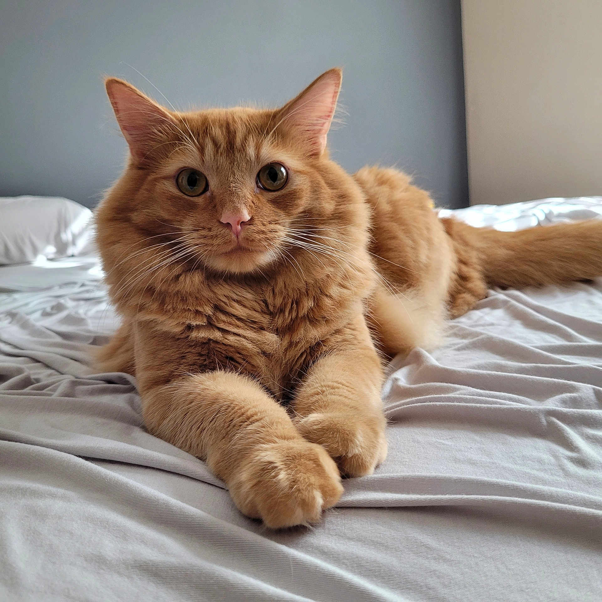 Wal is registered to the contest to win money with this photo: cat, ginger_cat, fluffy, bed, indoor, pet, animal, feline, whiskers, paws, fur, cute, relaxed, lying_down, curious, eyes, muzzle, tail, soft, domestic