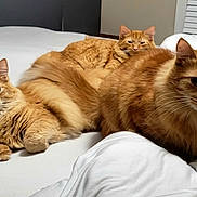 Wal joined the competition — help win amazing prizes! cat, orange_cat, feline, pet, indoor, bed, white_bed, fluffy, fur, resting, three_cats, multiple_animals, animal, cute, domestic_cat, relaxed, cozy, sleepy, curious, whiskers