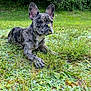 dog, french_bulldog, puppy, brindle, grass, meadow, flower, nature, outdoor, greenery, animal, pet, lying_down, curious, canine, snout, ears, plants, sunlight, young