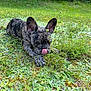 Roxy a rejoint le concours — aidez-le/la à gagner de superbes lots ! dog, french_bulldog, puppy, grass, greenery, outdoor, playful, tongue_out, nature, pet, animal, canine, field, lying_down, close_up, summer, cute, young_dog, ears_up, brindle