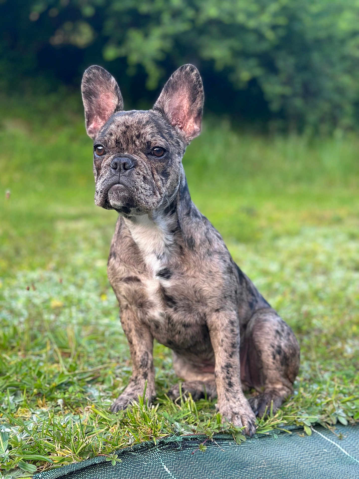 Roxy a rejoint le concours — aidez-le/la à gagner de superbes lots ! dog, french_bulldog, brindle, pet, animal, grass, outdoor, nature, canine, sitting, ears_up, fur, muzzle, portrait, cute, young_dog, alert, greenery, daylight, close_up