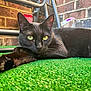 animal, artificial_grass, black_cat, brick_wall, cat, chair_frame, close_up, domestic_animal, ears, feline, fur, green_turf, lounging, outdoor, paw, pet, portrait, relaxed, whiskers, yellow_eyes