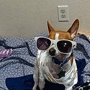 Lady is registered to the contest to win money with this photo: dog, sunglasses, clothing, bed, blanket, indoor, small_dog, brown_and_white, pet, collar, tag, fabric, patterned, ears_up, sitting, cute, accessory, relaxing, wall_outlet, cozy