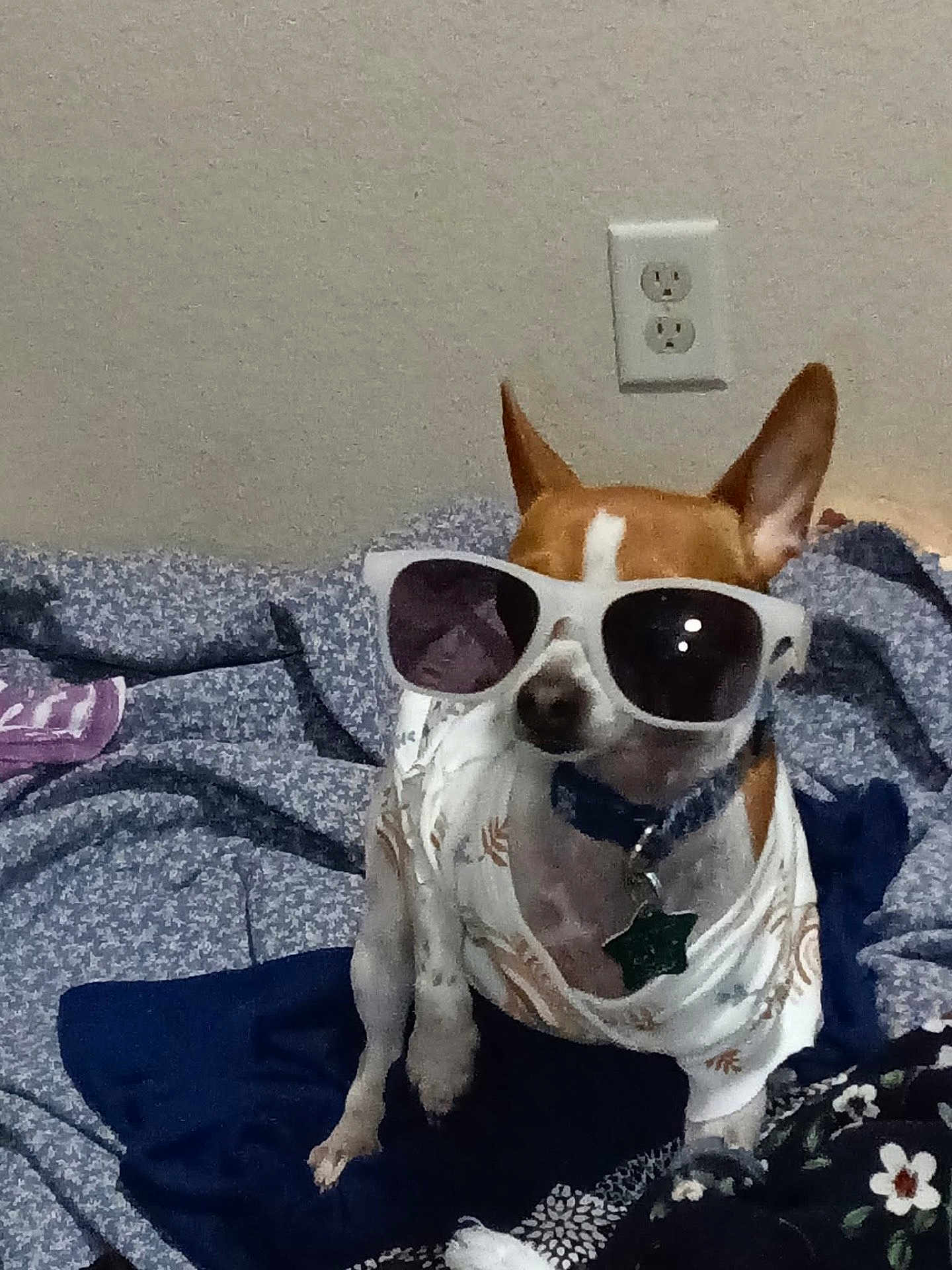 Lady is registered to the contest to win money with this photo: dog, sunglasses, clothing, bed, blanket, indoor, small_dog, brown_and_white, pet, collar, tag, fabric, patterned, ears_up, sitting, cute, accessory, relaxing, wall_outlet, cozy