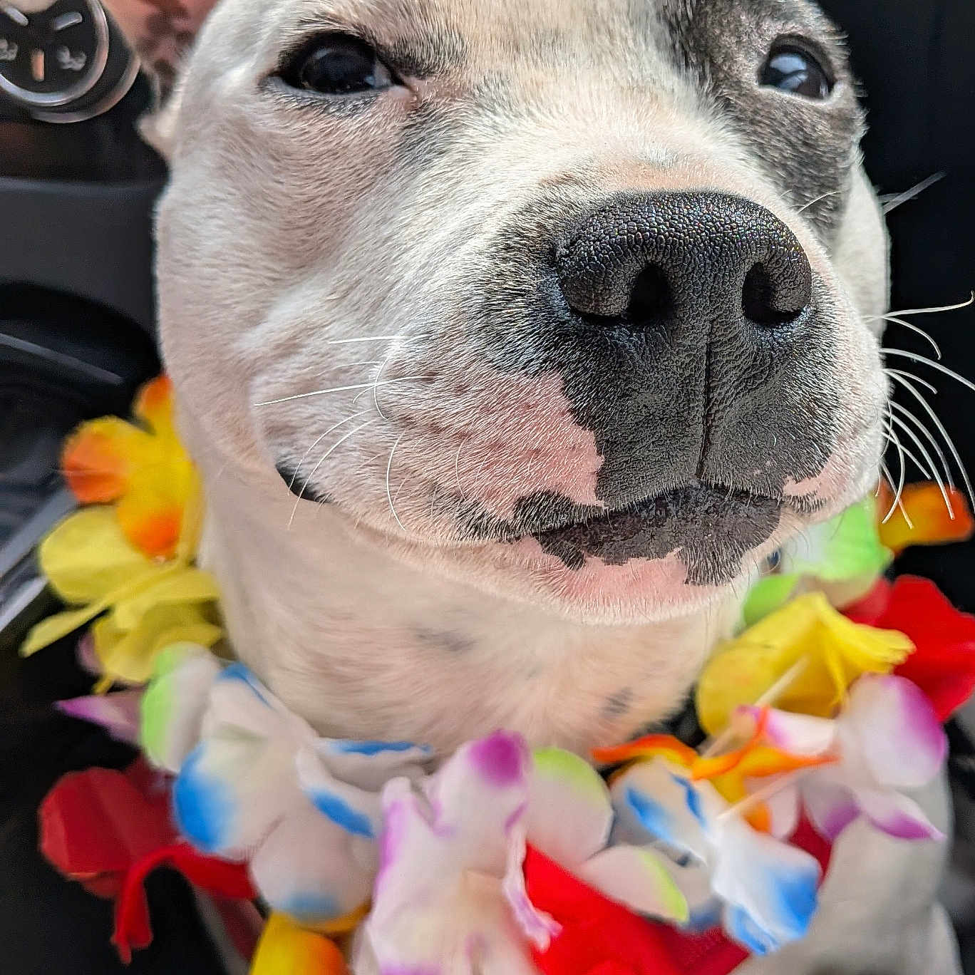 Apash a rejoint le concours — aidez-le/la à gagner de superbes lots ! accessory, animal, black_nose, canine, car_interior, close_up, colorful, cute, dog, ears, festive, flower_lei, fur, happy, leash, pet, portrait, smiling, tropical, whiskers