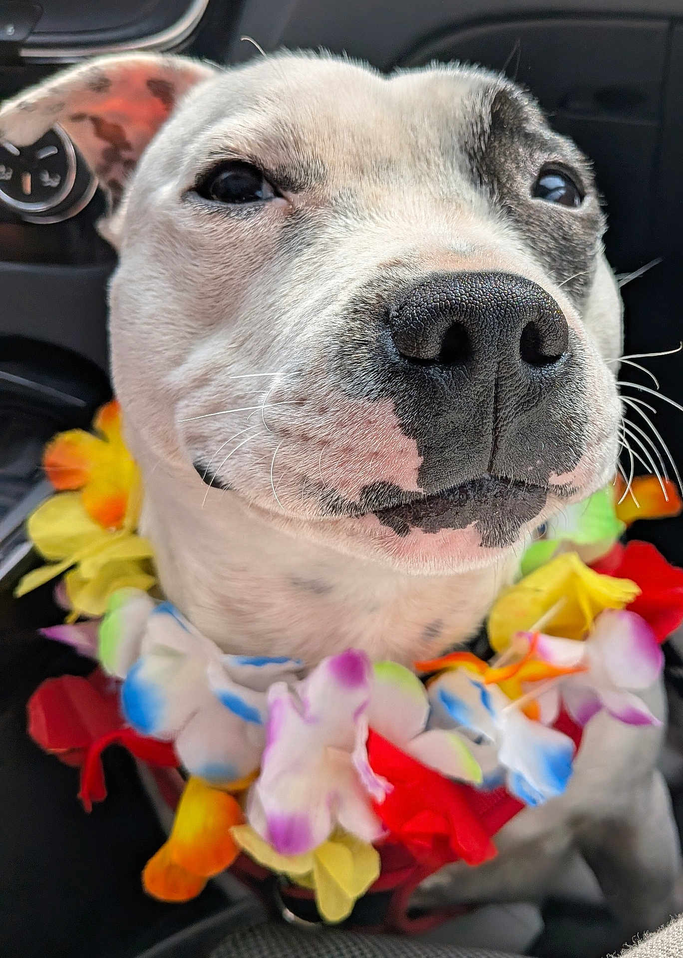 Apash a rejoint le concours — aidez-le/la à gagner de superbes lots ! dog, close_up, flower_lei, colorful, happy, pet, canine, portrait, animal, car_interior, whiskers, black_nose, smiling, festive, tropical, cute, fur, ears, leash, accessory