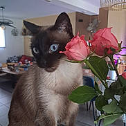 Merlin participe au concours pour gagner de l'argent avec cette photo : animal, blue_eyes, cat, chair, cozy, curious, domestic, feline, furniture, home_decor, indoor, living_room, natural_light, pet, pink_flowers, plant, roses, siamese_cat, sniffing, table