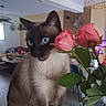 animal, blue_eyes, cat, chair, cozy, curious, domestic, feline, furniture, home_decor, indoor, living_room, natural_light, pet, pink_flowers, plant, roses, siamese_cat, sniffing, table