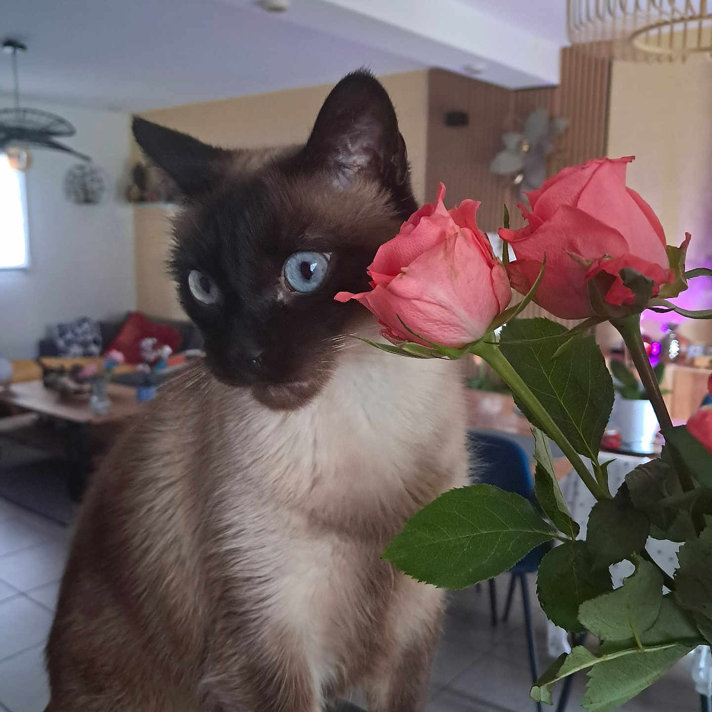 Merlin