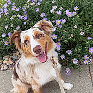 Harper Sage joined the competition — help win amazing prizes! dog, australian_shepherd, merle_coat, happy, tongue_out, leash, sidewalk, flowers, purple_daisies, greenery, outdoor, pet, canine, smiling, sitting, nature, spring, garden, cute, friendly
