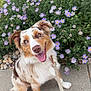 dog, australian_shepherd, merle_coat, happy, tongue_out, leash, sidewalk, flowers, purple_daisies, greenery, outdoor, pet, canine, smiling, sitting, nature, spring, garden, cute, friendly