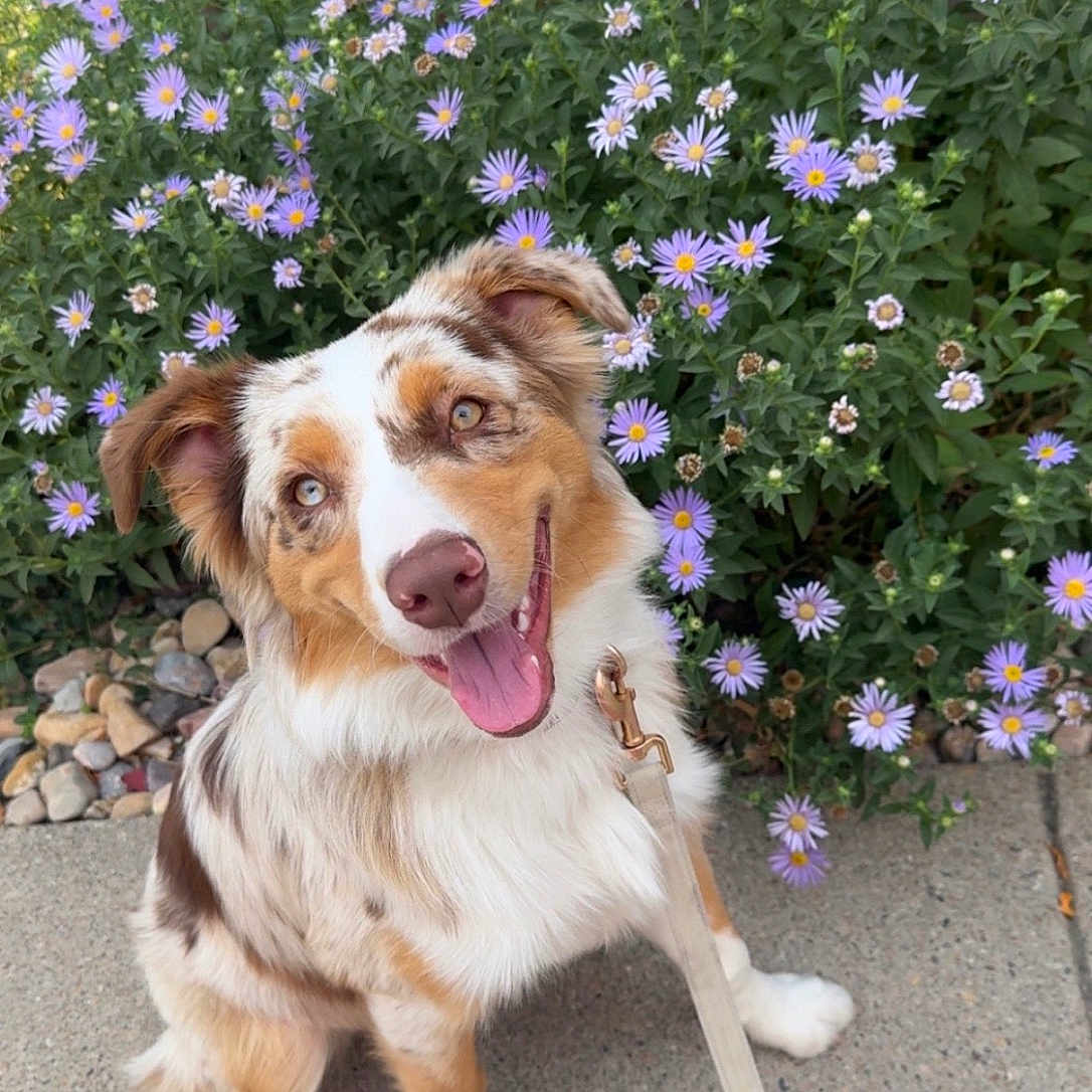 Harper Sage joined the competition — help win amazing prizes! australian_shepherd, canine, cute, dog, flowers, friendly, garden, greenery, happy, leash, merle_coat, nature, outdoor, pet, purple_daisies, sidewalk, sitting, smiling, spring, tongue_out