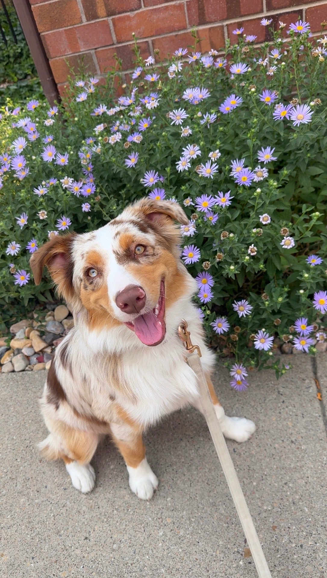Harper Sage joined the competition — help win amazing prizes! dog, australian_shepherd, merle_coat, happy, tongue_out, leash, sidewalk, flowers, purple_daisies, greenery, outdoor, pet, canine, smiling, sitting, nature, spring, garden, cute, friendly