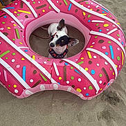 Pirate a rejoint le concours — aidez-le/la à gagner de superbes lots ! dog, beach, sand, inflatable, float, donut, pink, sprinkles, pet, playful, outdoor, summer, leash, curious, animal, vacation, fun, cute, small_dog, ear