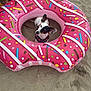 dog, beach, sand, inflatable, float, donut, pink, sprinkles, pet, playful, outdoor, summer, leash, curious, animal, vacation, fun, cute, small_dog, ear