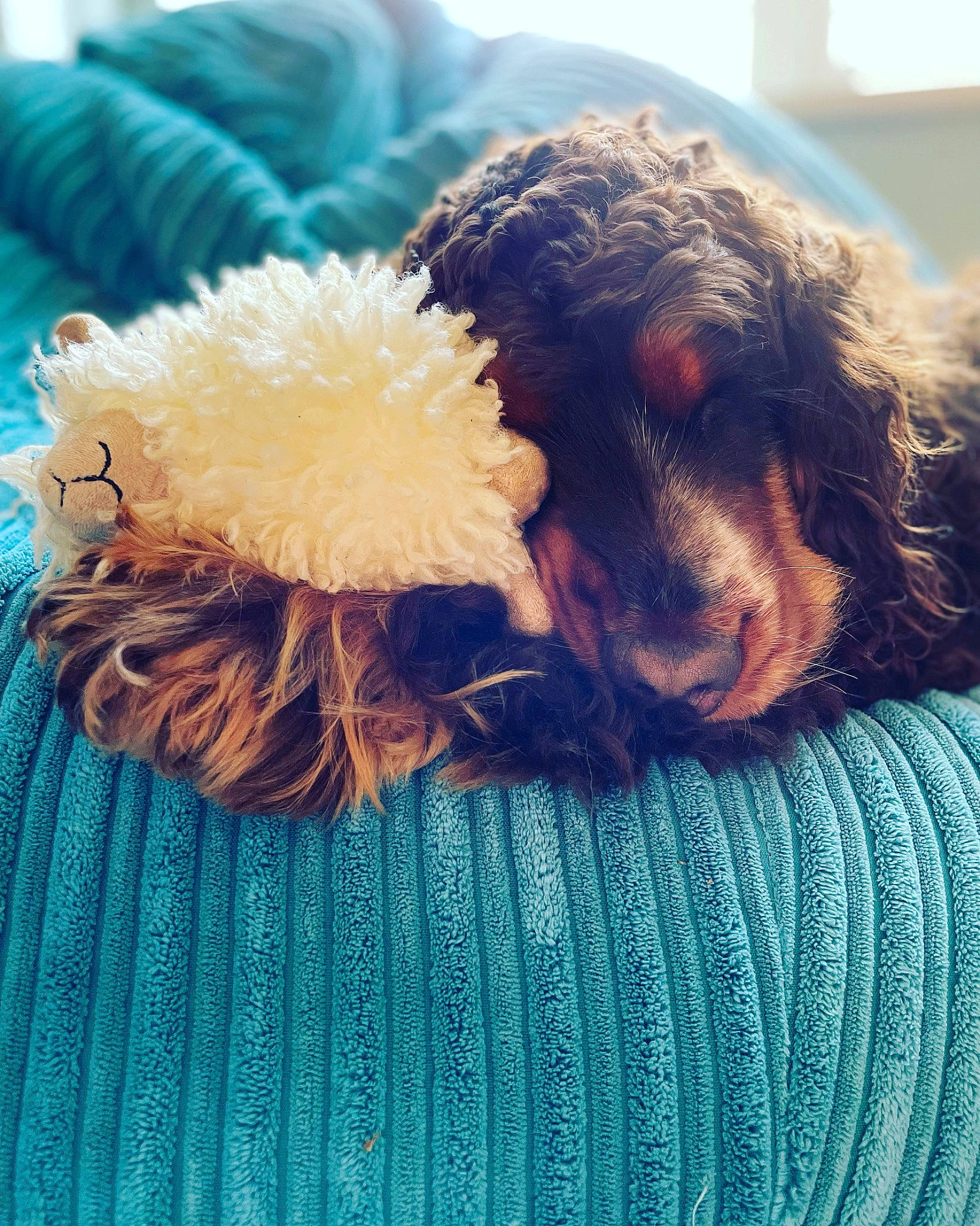 Hector is registered to the contest to win money with this photo: blue, carnivore, companion_dog, dog, dog_breed, dog_clothes, dog_collar, dog_supply, fur, green, liver, poodle, snout, tail, tennis_ball, terrier, textile, toy, toy_dog, water_dog