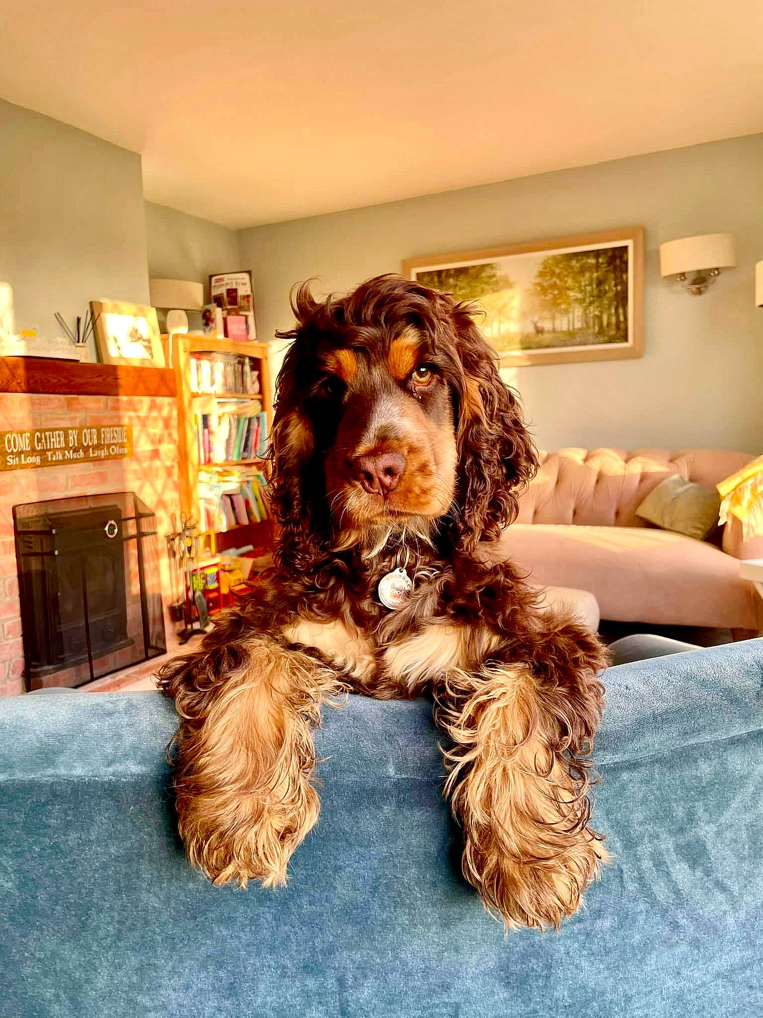 Hector joined the competition — help win amazing prizes! art, brown_hair, canidae, carnivore, companion_dog, dog, dog_breed, fawn, fictional_character, flooring, fun, fur, liver, living_room, picture_frame, room, shelf, sporting_group, wood, working_animal