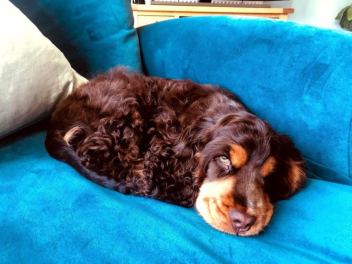 Hector joined the competition — help win amazing prizes! blue, canidae, carnivore, cocker_spaniel, comfort, companion_dog, dog, dog_breed, fur, gun_dog, irish_red_and_white_setter, liver, nap, puppy, retriever, snout, spaniel, sporting_group, whiskers, working_animal