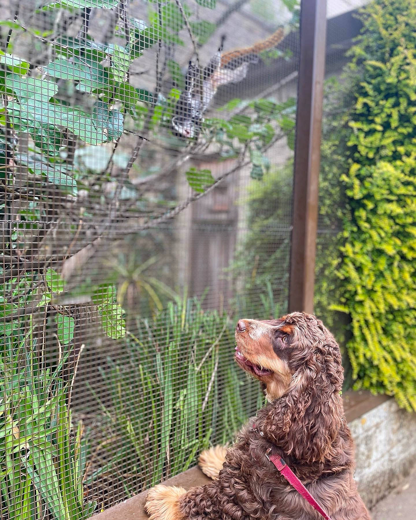 Hector joined the competition — help win amazing prizes! carnivore, companion_dog, dog, dog_breed, fawn, grass, liver, mammal, mesh, plant, snout, sporting_group, tail, terrestrial_animal, terrestrial_plant, tree, vertebrate, whiskers, wire_fencing, wood