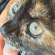 Nala is registered to the contest to win money with this photo: cat, tortoiseshell, close_up, green_eyes, whiskers, collar, hand, pet, animal, feline, face, fur, portrait, domestic_animal, cute, indoor, focus, texture, star_pattern, eye_reflection